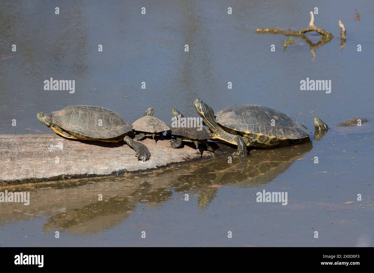 Rotohr-Slider, Trachemys scripta elegans und Eastern River Cooters, Pseudemys concinna concinna, die sich auf Baumstämmen sonnen Stockfoto