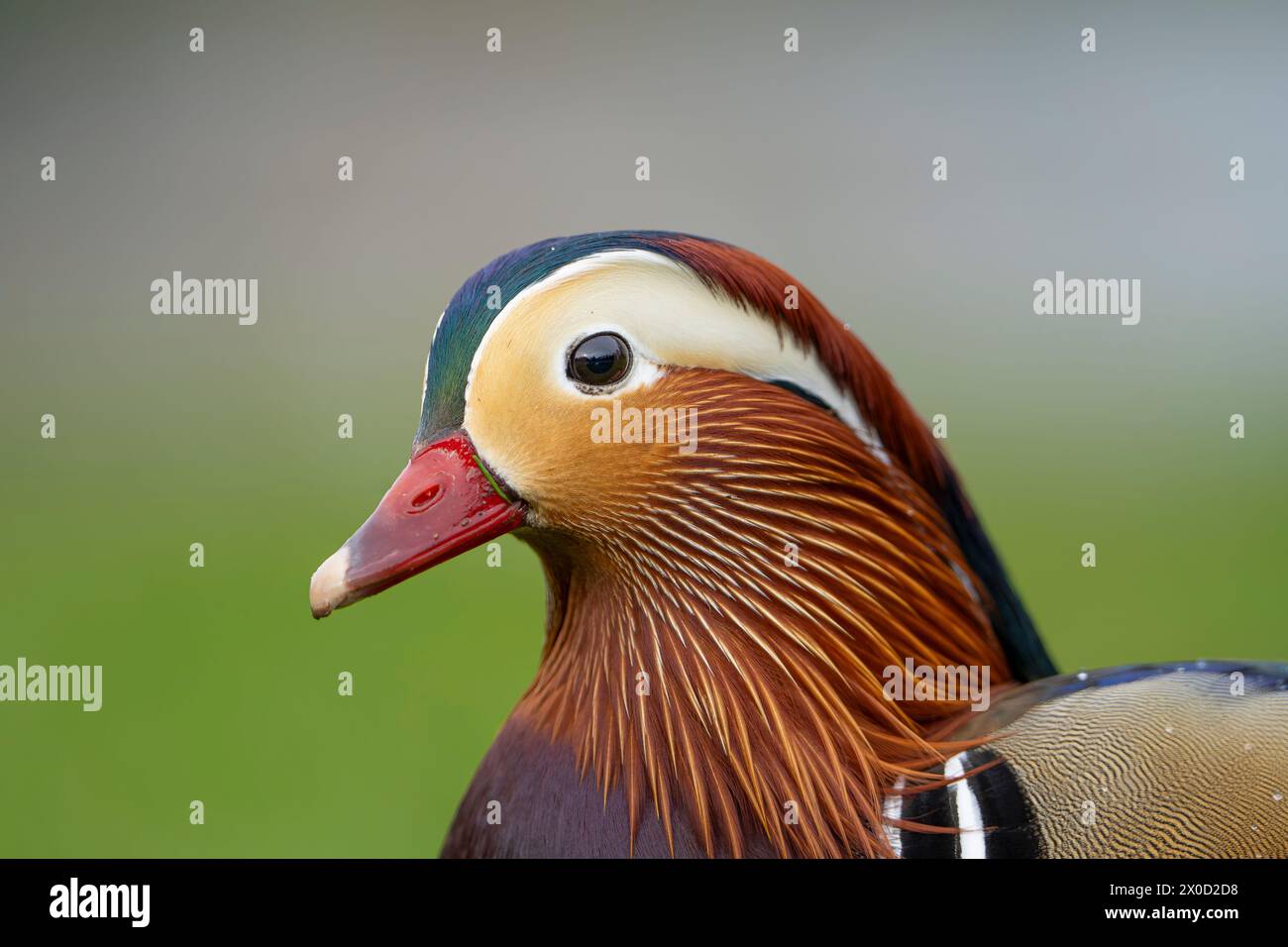 Nahaufnahme Kopfporträt eines Mandarin drake (Aix galericulata), eine seltene Sichtung einer solchen Ente in freier Wildbahn in einem britischen Park. Stockfoto