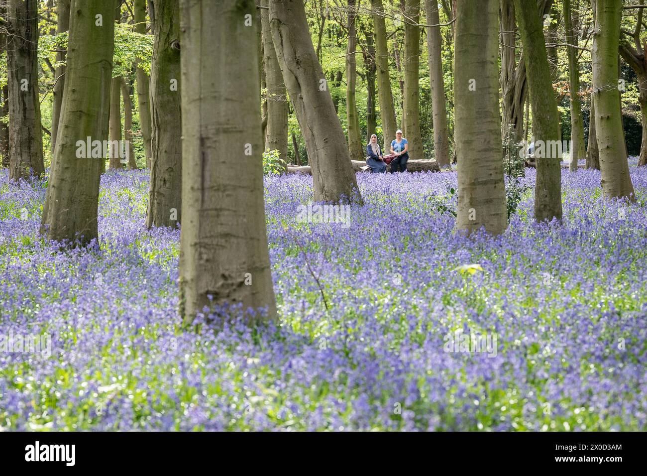 Besucher des Wanstead Park im Nordosten Londons genießen die frühen Blauglocken im Chalet Woods. Bilddatum: Donnerstag, 11. April 2024. Stockfoto