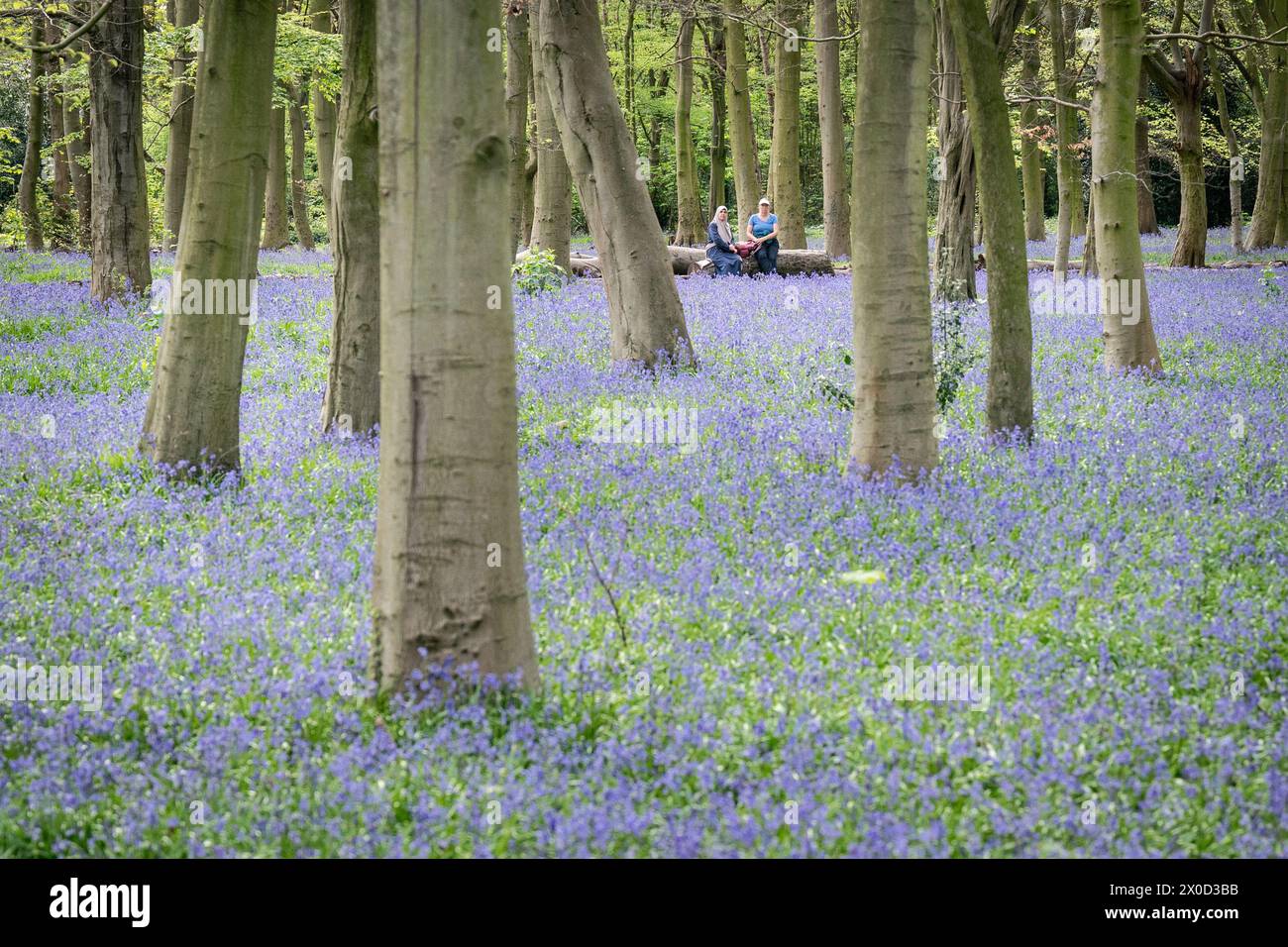 Besucher des Wanstead Park im Nordosten Londons genießen die frühen Blauglocken im Chalet Woods. Bilddatum: Donnerstag, 11. April 2024. Stockfoto