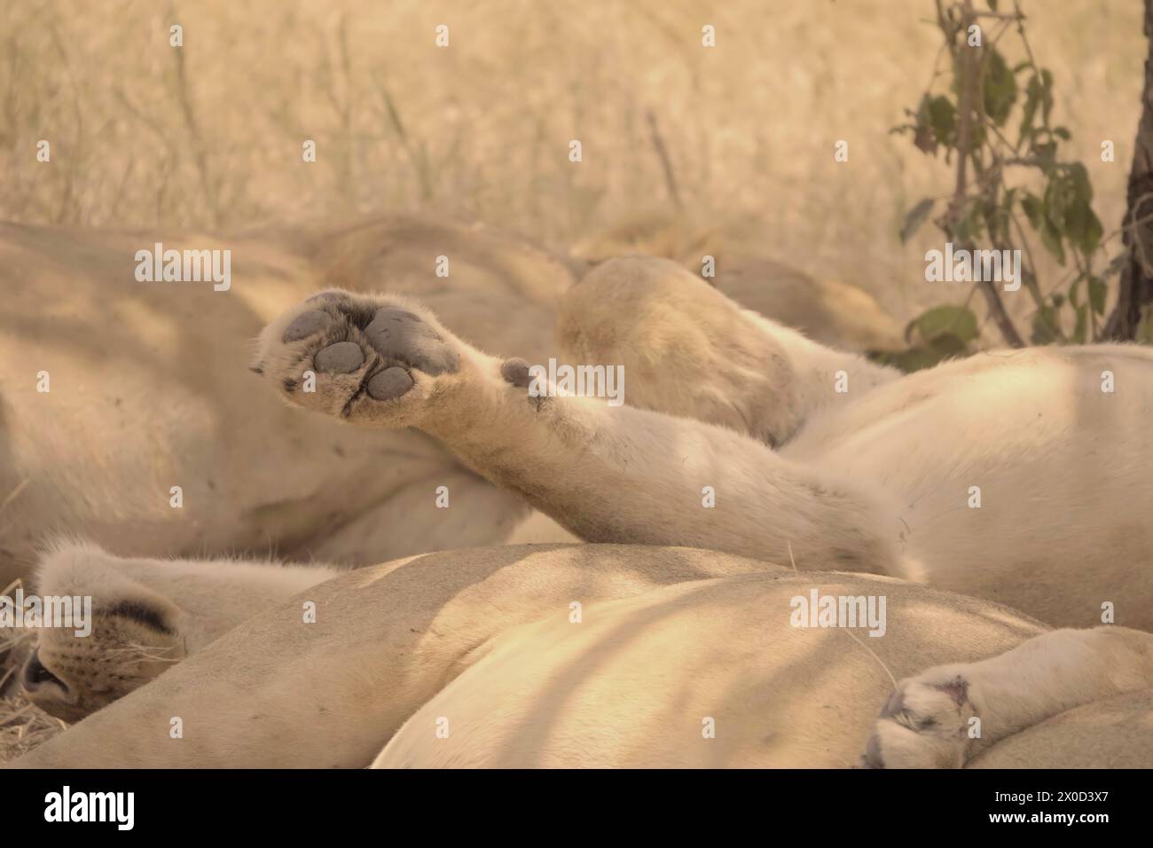 Schlafende Löwen, Serengeti Stockfoto