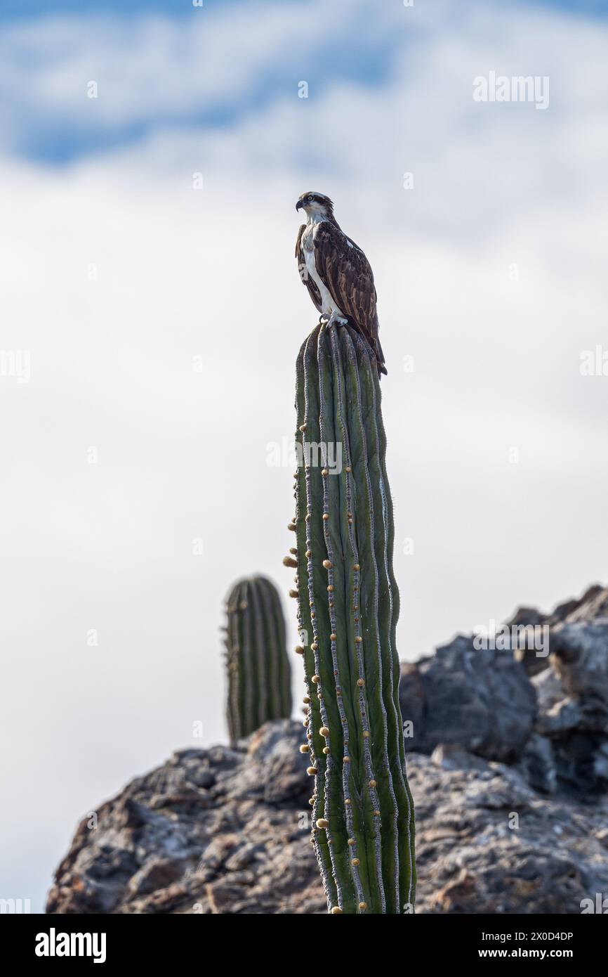 Ein Osprey (Pandion haliaetus), der auf einem cardon-Kakteen in Baja California Sur, Mexiko, thront. Stockfoto