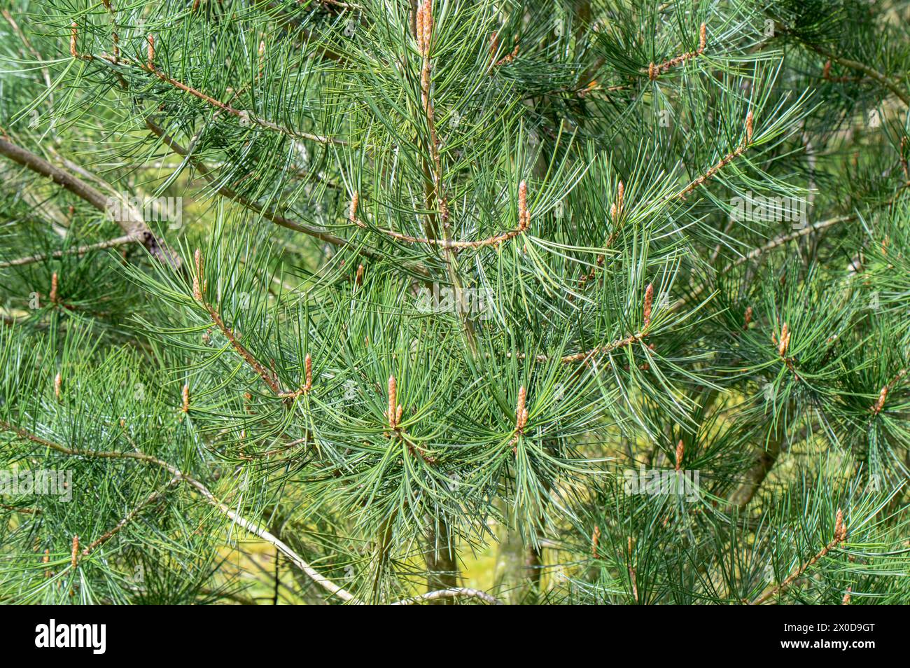 Close Up Pinus Bungeana Tree In Amsterdam, Niederlande 4-4-2024 Stockfoto