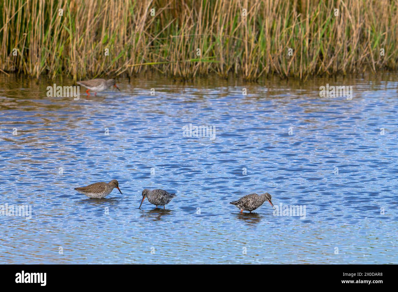 Rotschinken (Tringa totanus) und gefleckte Rotschinken (Tringa erythropus), die sich im Frühjahr im Flachwasser in Feuchtgebieten zu Zuchtgefieder überbrüten Stockfoto