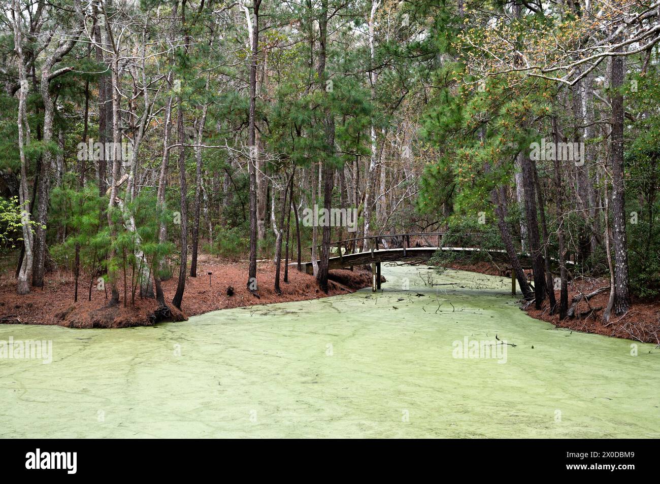 Fußgängerbrücke über Teich gefüllt mit Entengras im Nags Head Wood Preserve Stockfoto