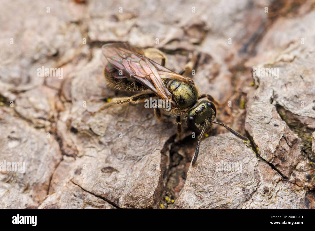 Metallic Sweat Bee (Lasioglossum sp.) Stockfoto