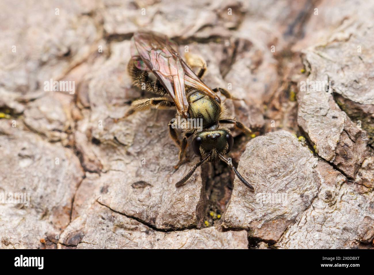 Metallic Sweat Bee (Lasioglossum sp.) Stockfoto