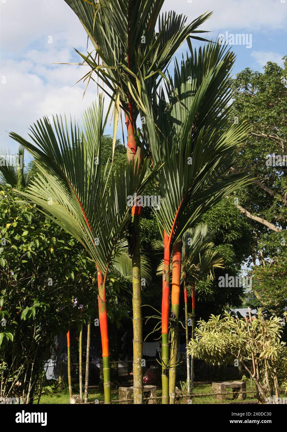 Red Sealing Wachspalme auch bekannt als Lippenstiftpalme oder Rajah Palm, Cyrtostachys renda, Arecaceae, Palmae. Tortuguero, Costa Rica. Stockfoto