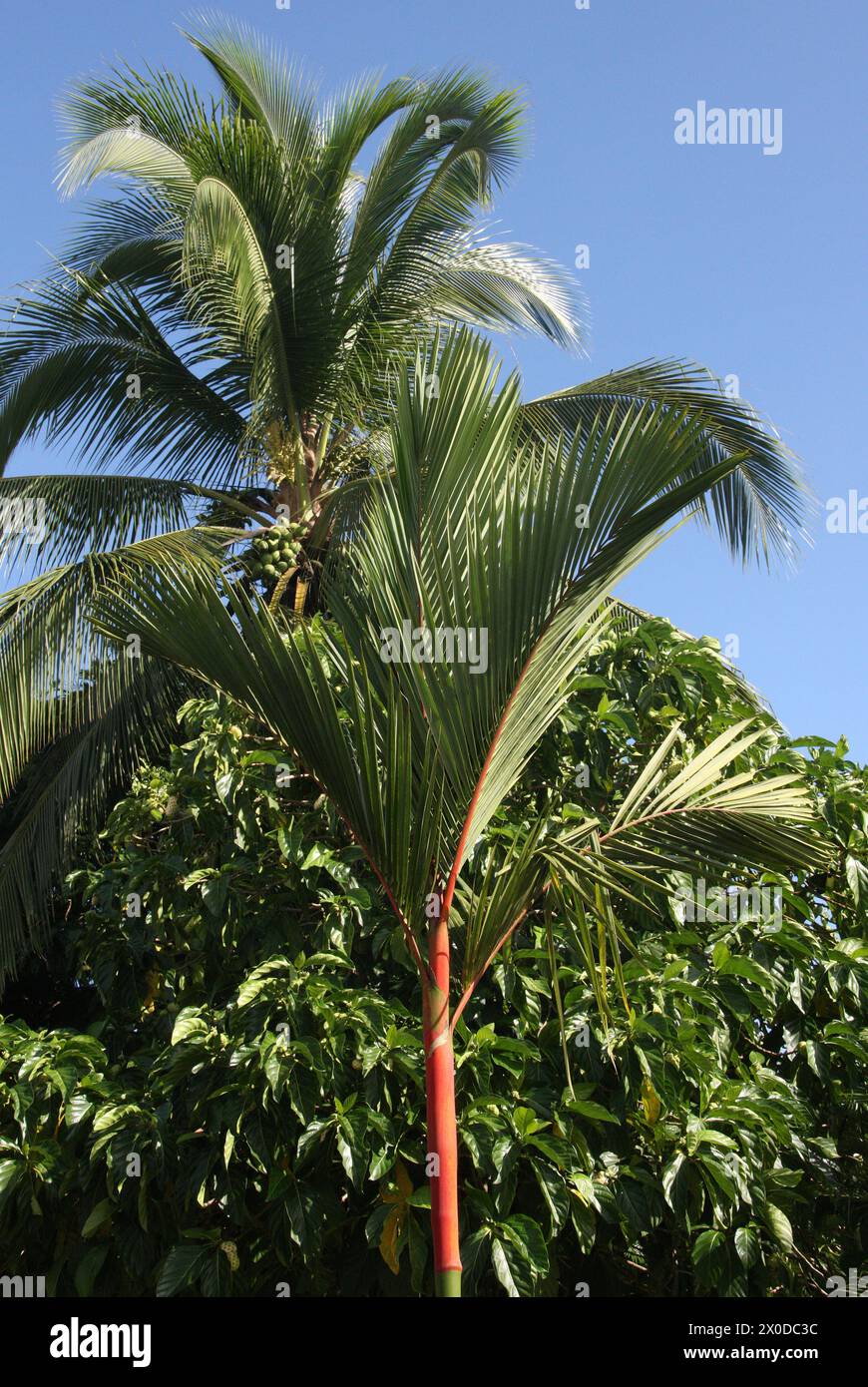 Red Sealing Wachspalme auch bekannt als Lippenstiftpalme oder Rajah Palm, Cyrtostachys renda, Arecaceae, Palmae. Tortuguero, Costa Rica. Stockfoto
