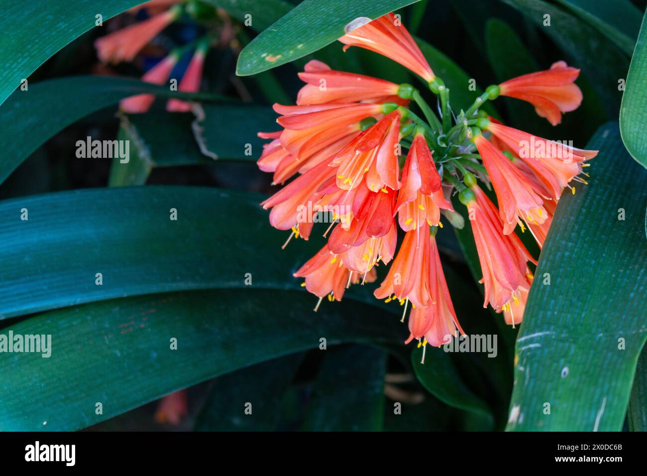 Orangene Trompetenblüten oder Flamevine, Pyrostegia venusta Stockfoto