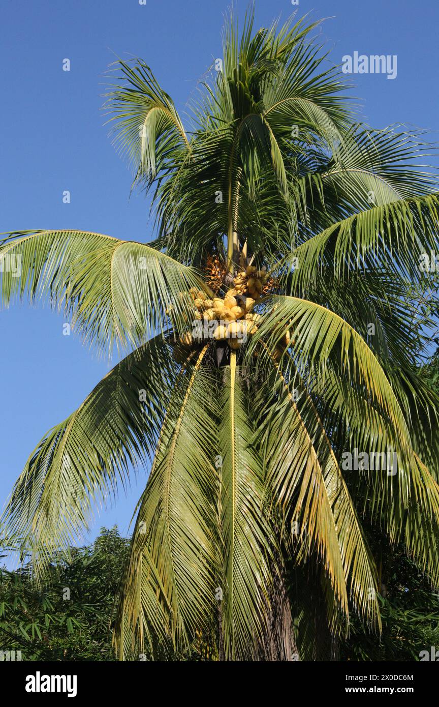 Kokospalme, Cocos nucifera, Arecaceae (Palmae) mit einer großen Ernte von Nüssen. Tortuguero, Costa Rica. Stockfoto
