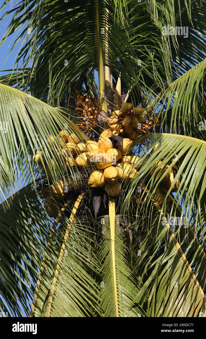 Kokospalme, Cocos nucifera, Arecaceae (Palmae) mit einer großen Ernte von Nüssen. Tortuguero, Costa Rica. Stockfoto