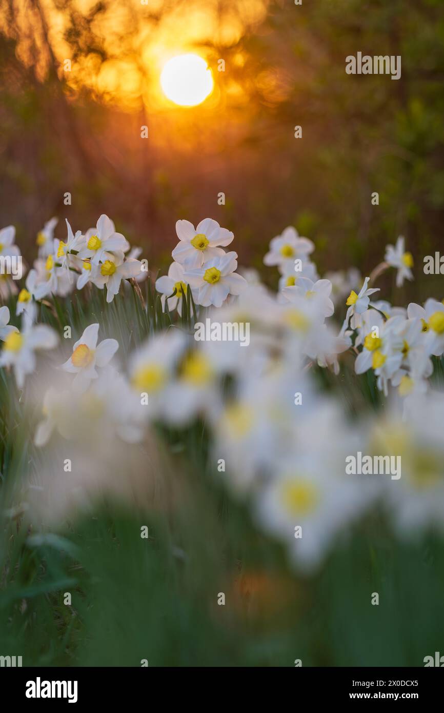 Weißes Narzissen-Blumenbeet mit Abendsonnenscheibe auf Hintergrund Stockfoto