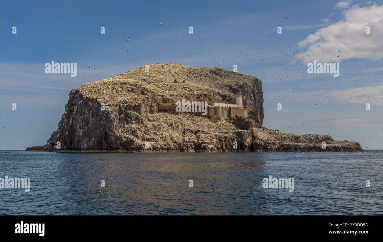 Bass Rock, Firth of Forth, Schottland Stockfoto