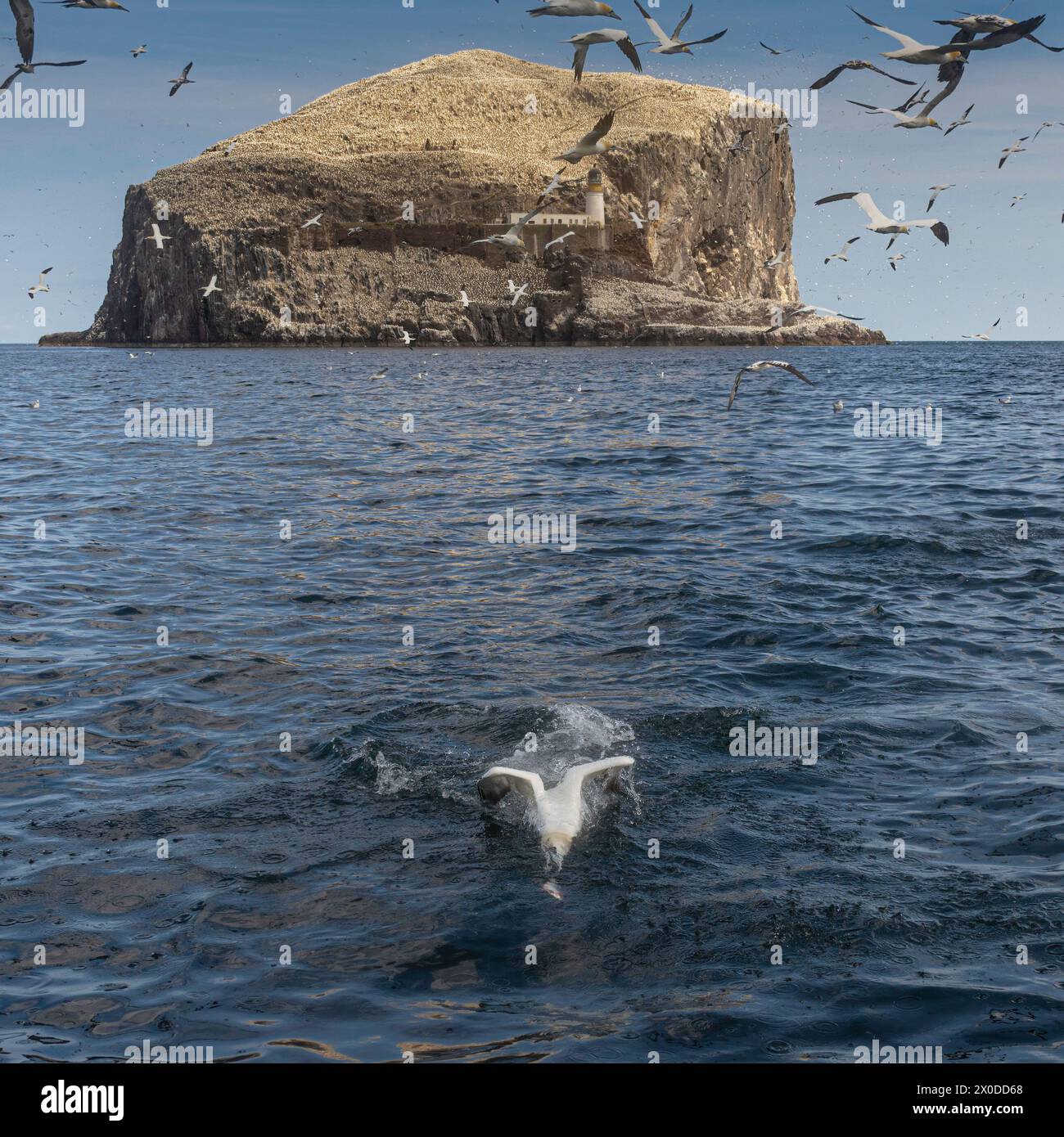 Tauchen von Gannets am Bass Rock im Firth of Forth, Schottland Stockfoto