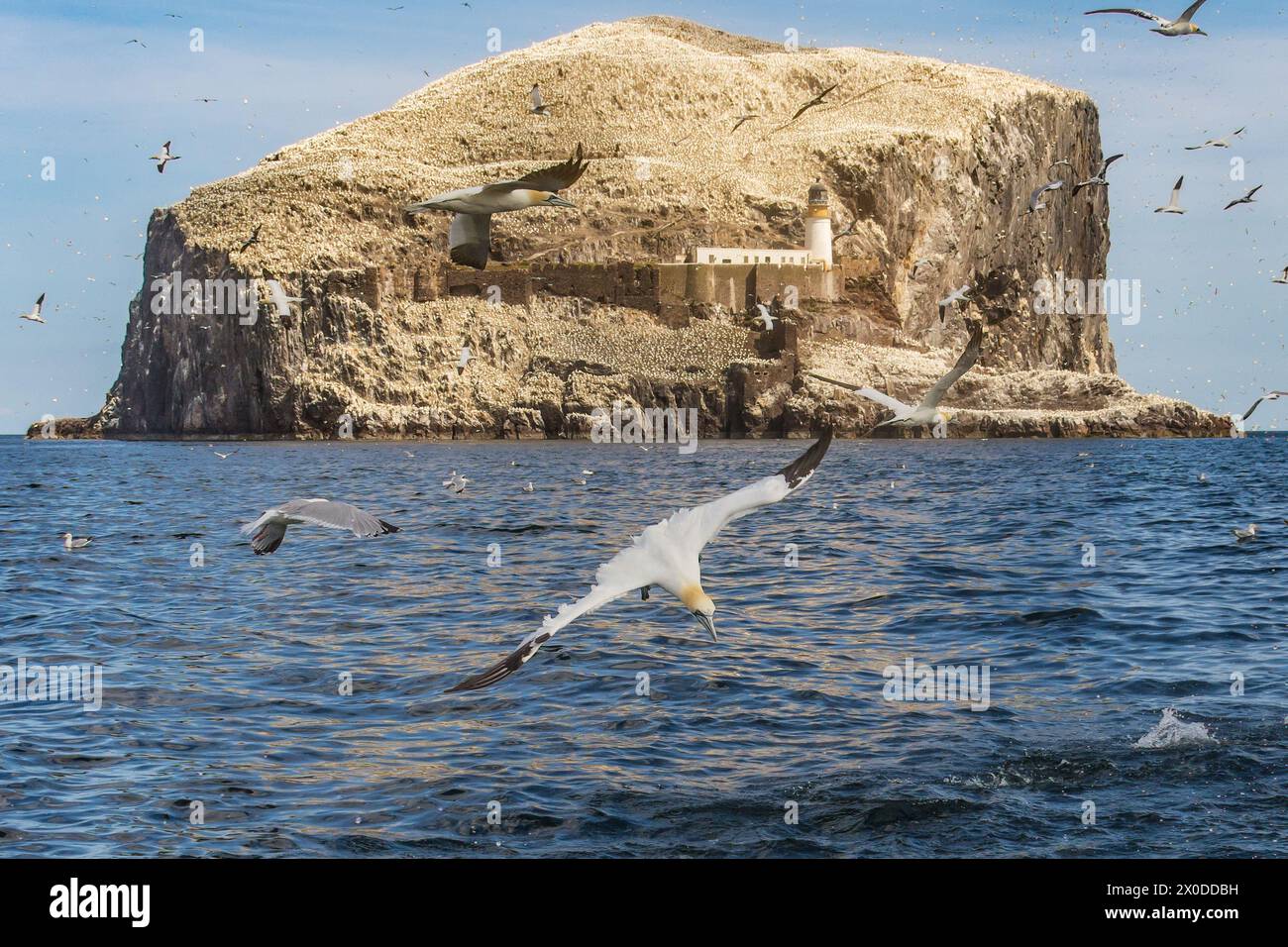 Tauchen von Gannets am Bass Rock im Firth of Forth, Schottland Stockfoto