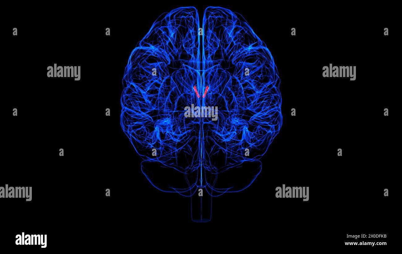 Hirninterventrikuläre Foramen-Anatomie für medizinisches Konzept 3D-Illustration Stockfoto