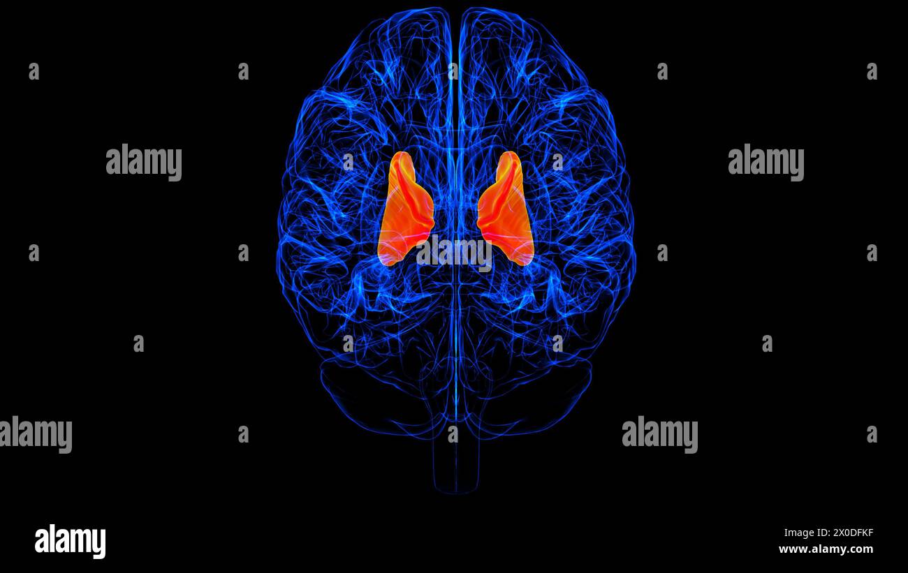 Hirnkapselanatomie für medizinische Konzept-3D-Illustration Stockfoto