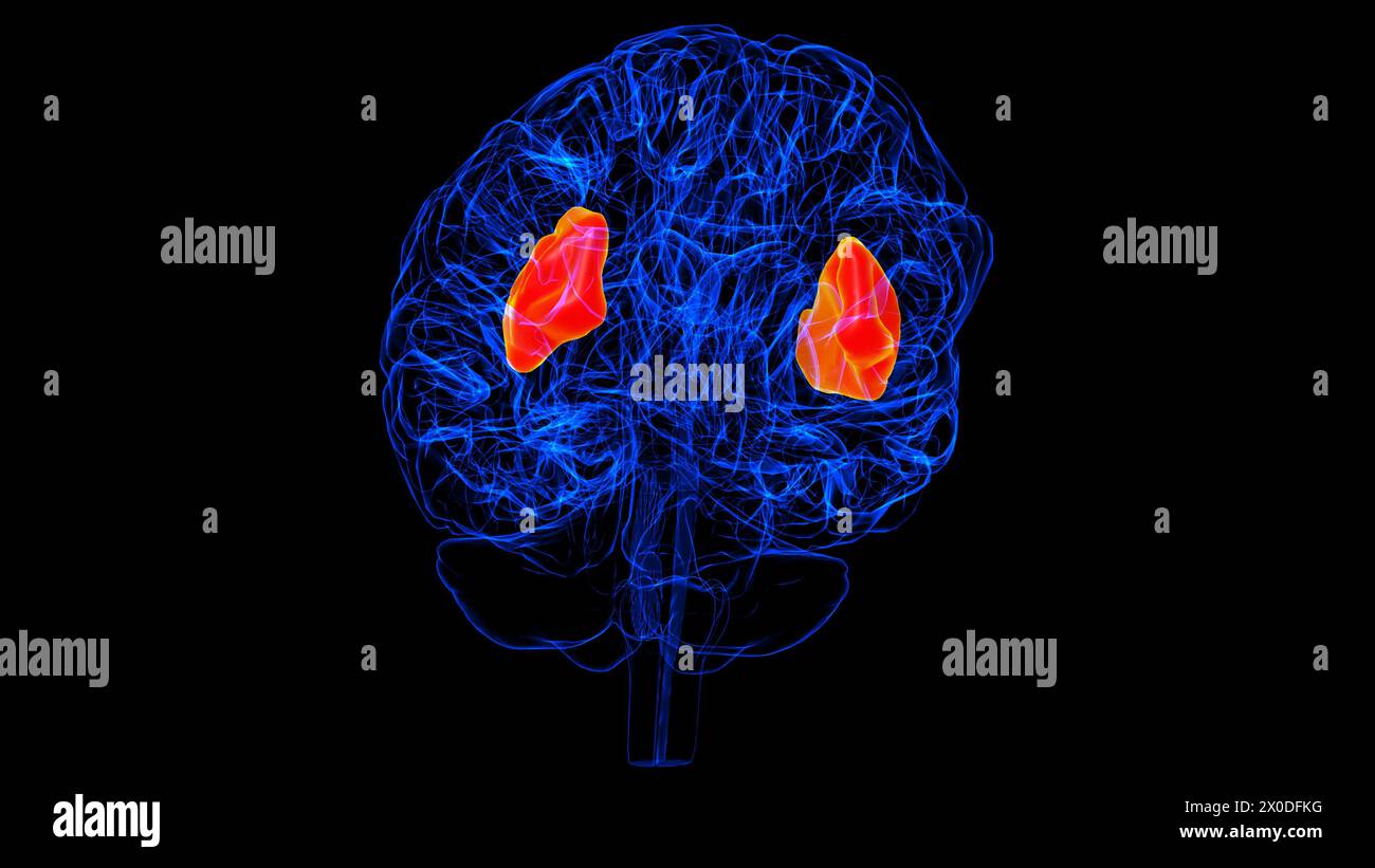 Hirninsel-Anatomie für medizinische Konzept 3D-Illustration Stockfoto