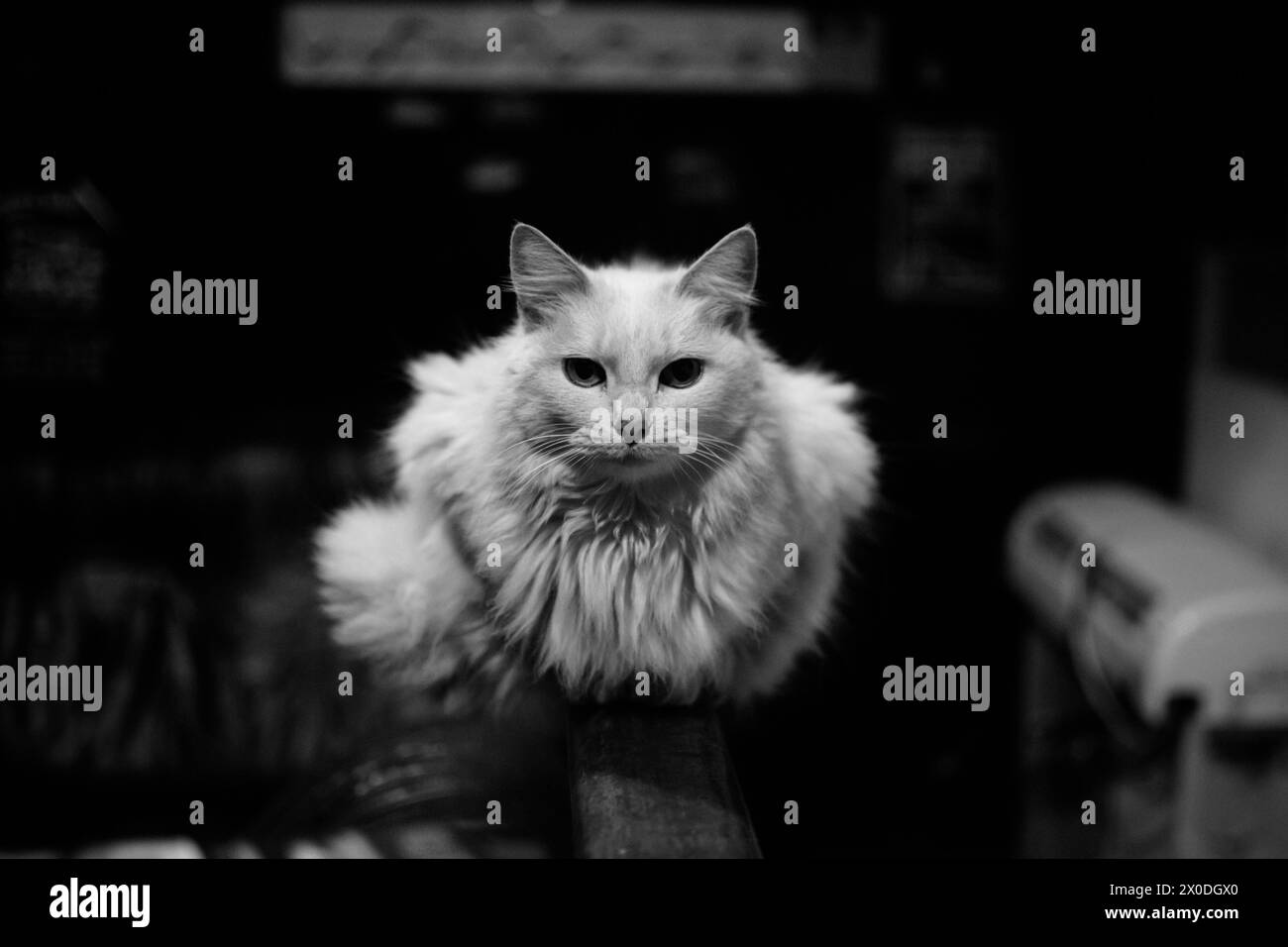 geheimnisvollen Blick Stockfoto