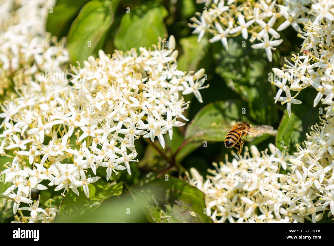 Cornus sanguinea - rote Hundepflanze mit Blüte und vollem Blatt. Cornus drummondii, mit winzigen weißen Blüten. Stockfoto
