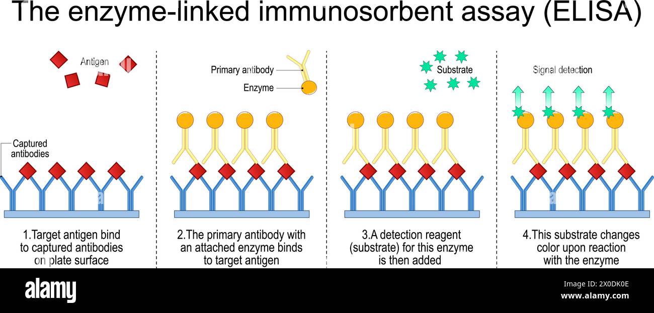 Enzym-Linked Immunosorbens Assay. Die Schritte Eines Sandwich-ELISA-Tests auf Detect Antigen. Immunoassay. Antikörpernachweis. Vektorabbildung isolieren Stock Vektor