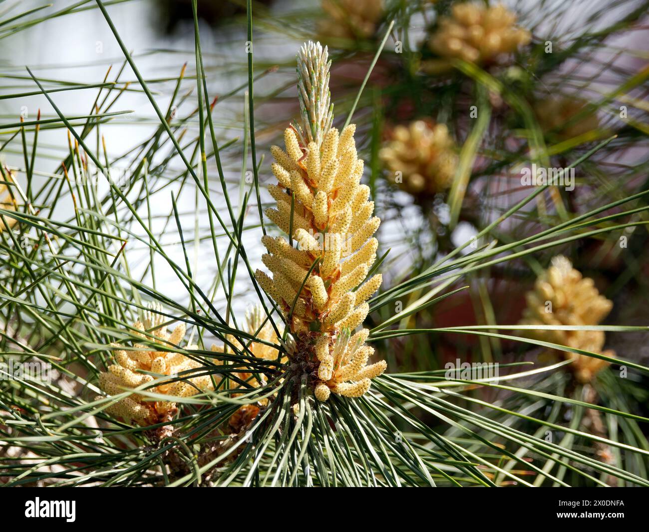 Japanische Schwarzkiefer, Japanische Schwarzkiefer, Pin noir du Japon, Pinus thunbergii, japán feketefenyő, Ungarn, Magyarország, Europa Stockfoto