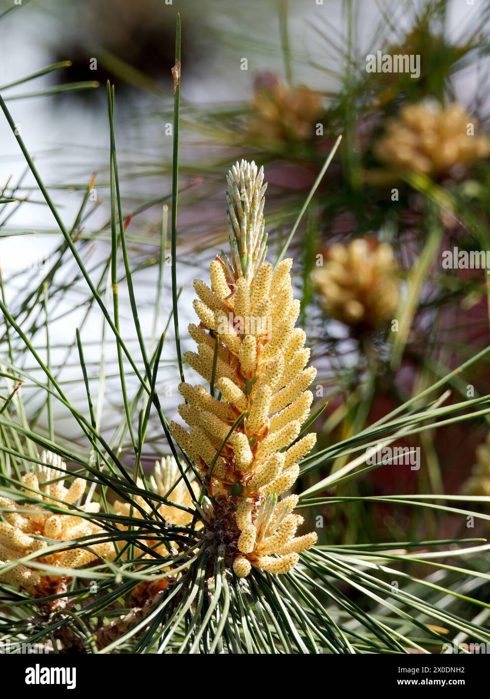 Japanische Schwarzkiefer, Japanische Schwarzkiefer, Pin noir du Japon, Pinus thunbergii, japán feketefenyő, Ungarn, Magyarország, Europa Stockfoto