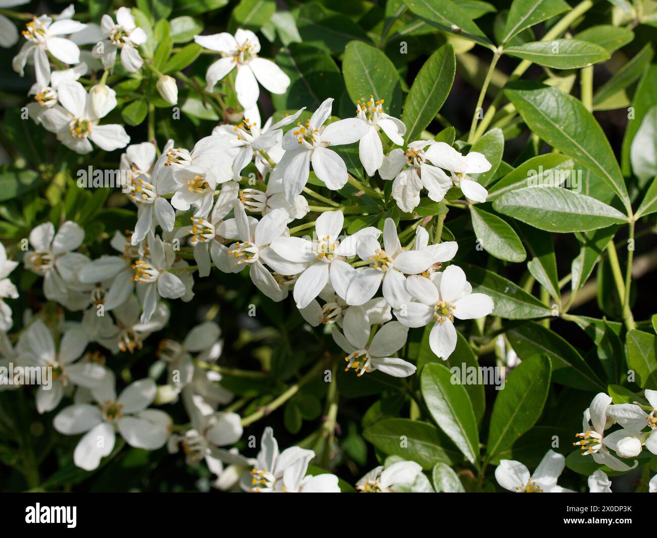 Mexikanische Orangenblüte, mexikanische Orange, Orangenblume, Oranger du Mexique, Choisya ternata, mexikói narancsvirág, Ungarn, Magyarország, Europa Stockfoto