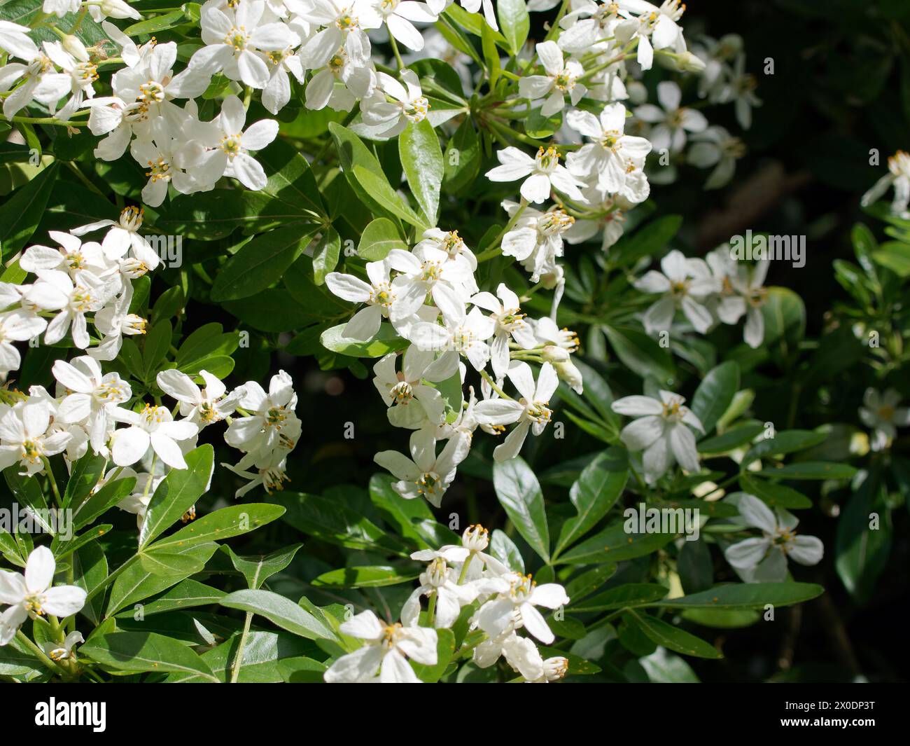 Mexikanische Orangenblüte, mexikanische Orange, Orangenblume, Oranger du Mexique, Choisya ternata, mexikói narancsvirág, Ungarn, Magyarország, Europa Stockfoto