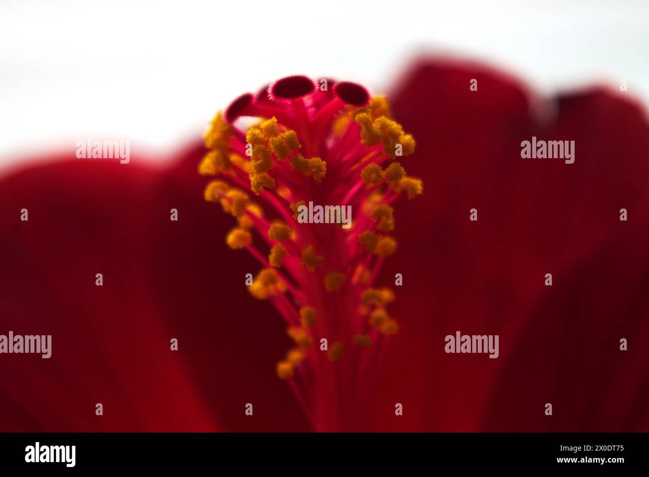 Nahaufnahme der Hibiskusblüte Stockfoto