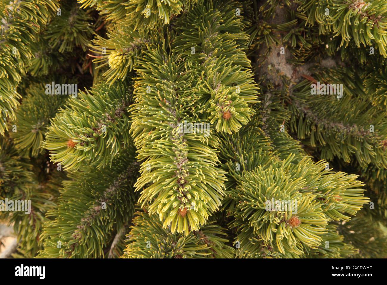 Intermountain Bristlecone Pine (Pinus longaeva) Baumzweige im Bryce Canyon National Park, Utah Stockfoto