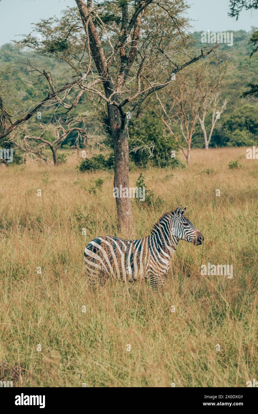 Einfaches Zebra im Feld, Uganda Stockfoto