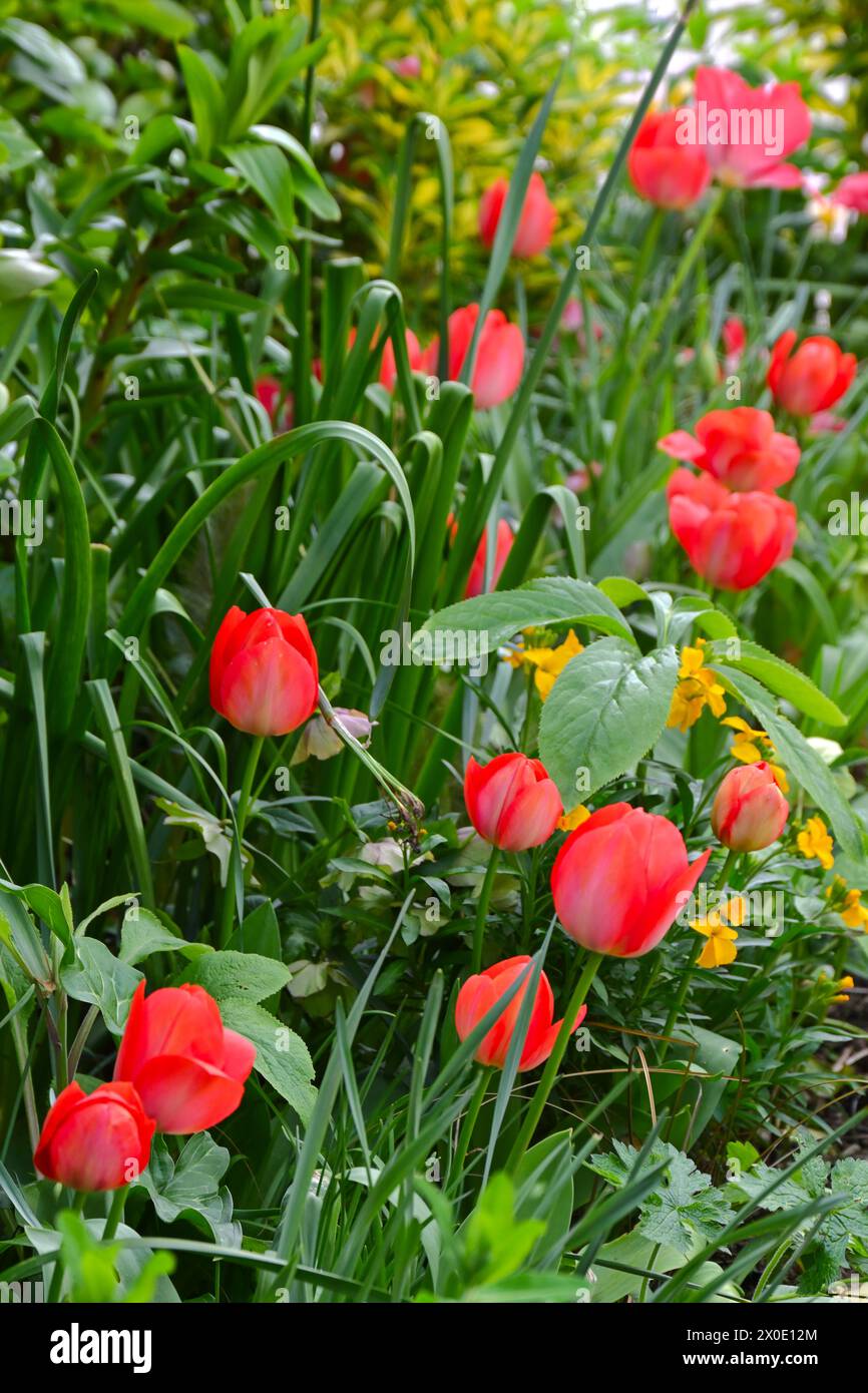 Leuchtend rote Frühlingsblumen von Tulpen, Tulipa Darwin Hybrid „Van Eijk“ Hellebores und Wallblumen wachsen im gemischten britischen Gartenmarsch Stockfoto