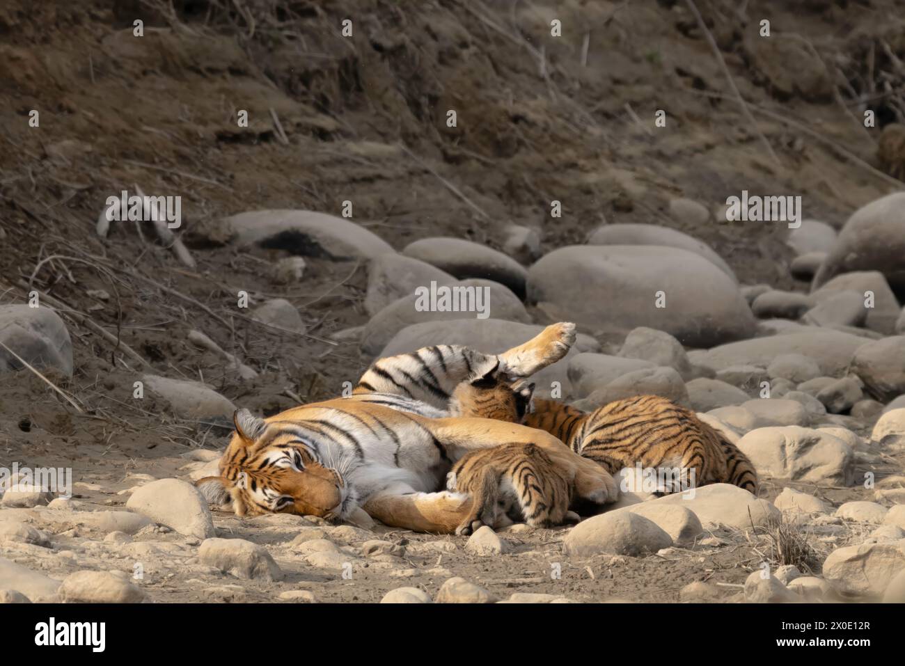 Tiger Nursing Cubs Corbett National Park Indien Stockfoto