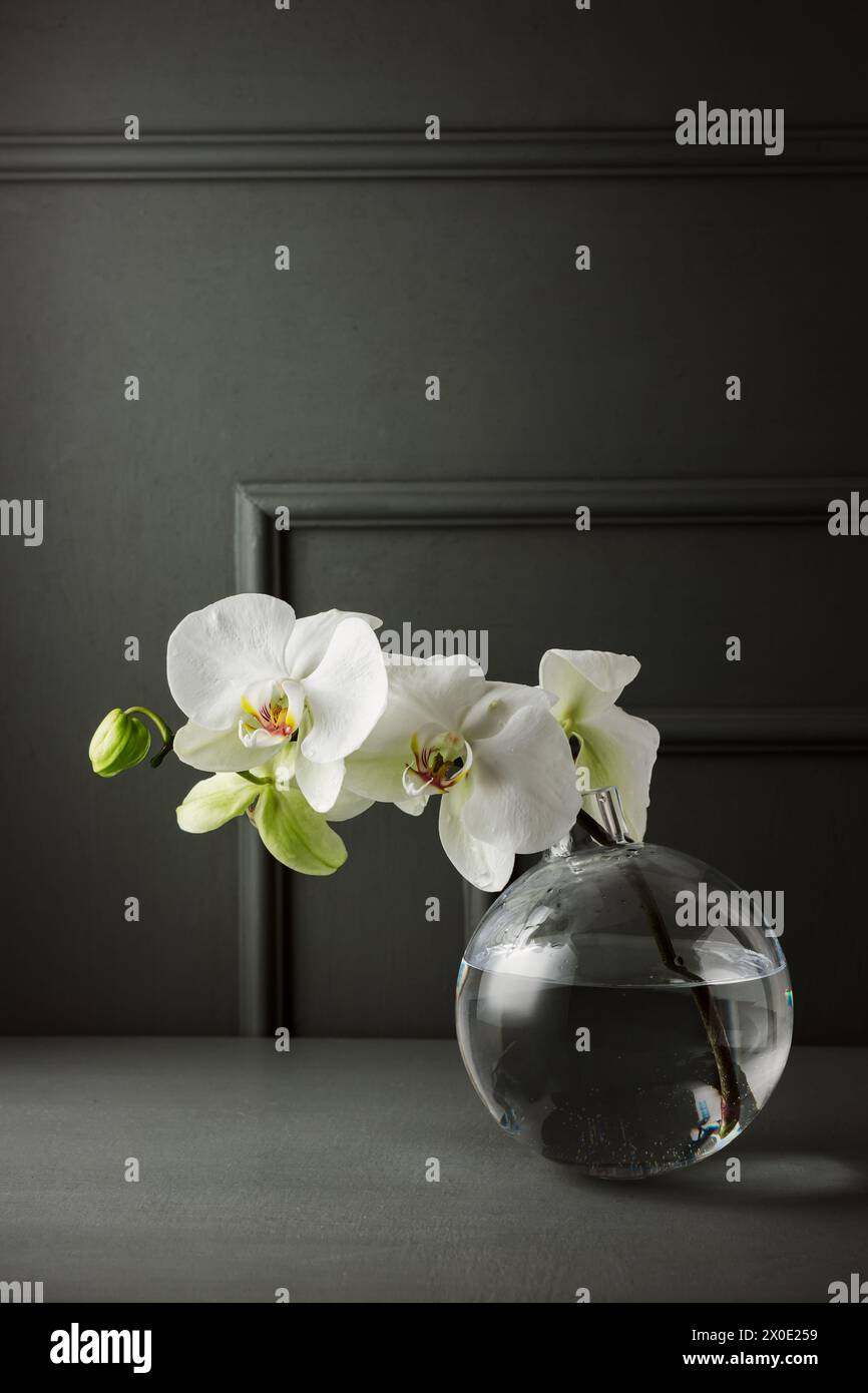 Weiße phalaenopsis-Blüten in einer Glasvase auf dunklem Hintergrund. Stockfoto