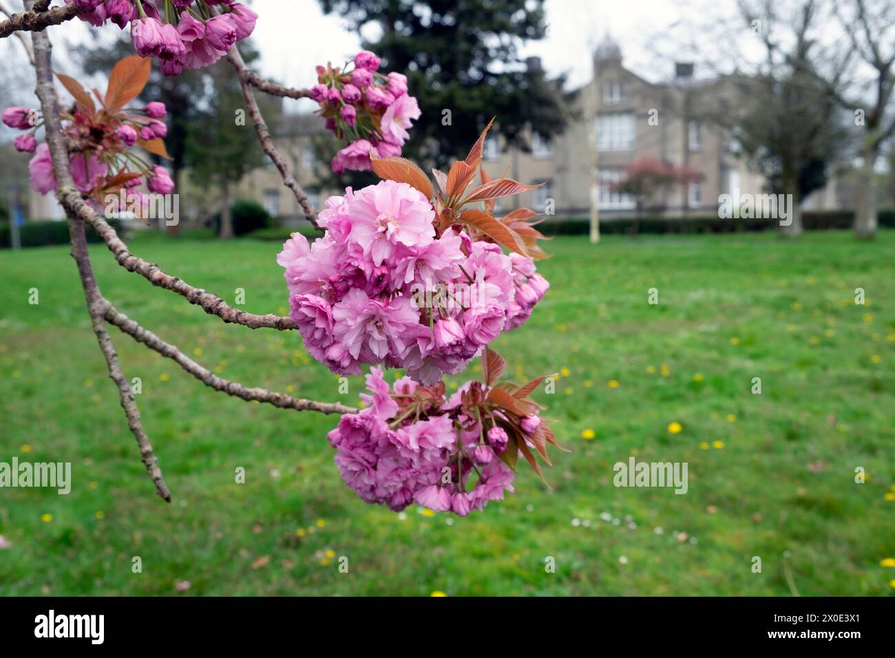 University of Wales Trinity St David Gebäude und Campus Blick mit rosa Blüten im Frühjahr April Ceredigion Wales Großbritannien Großbritannien KATHY DEWITT Stockfoto