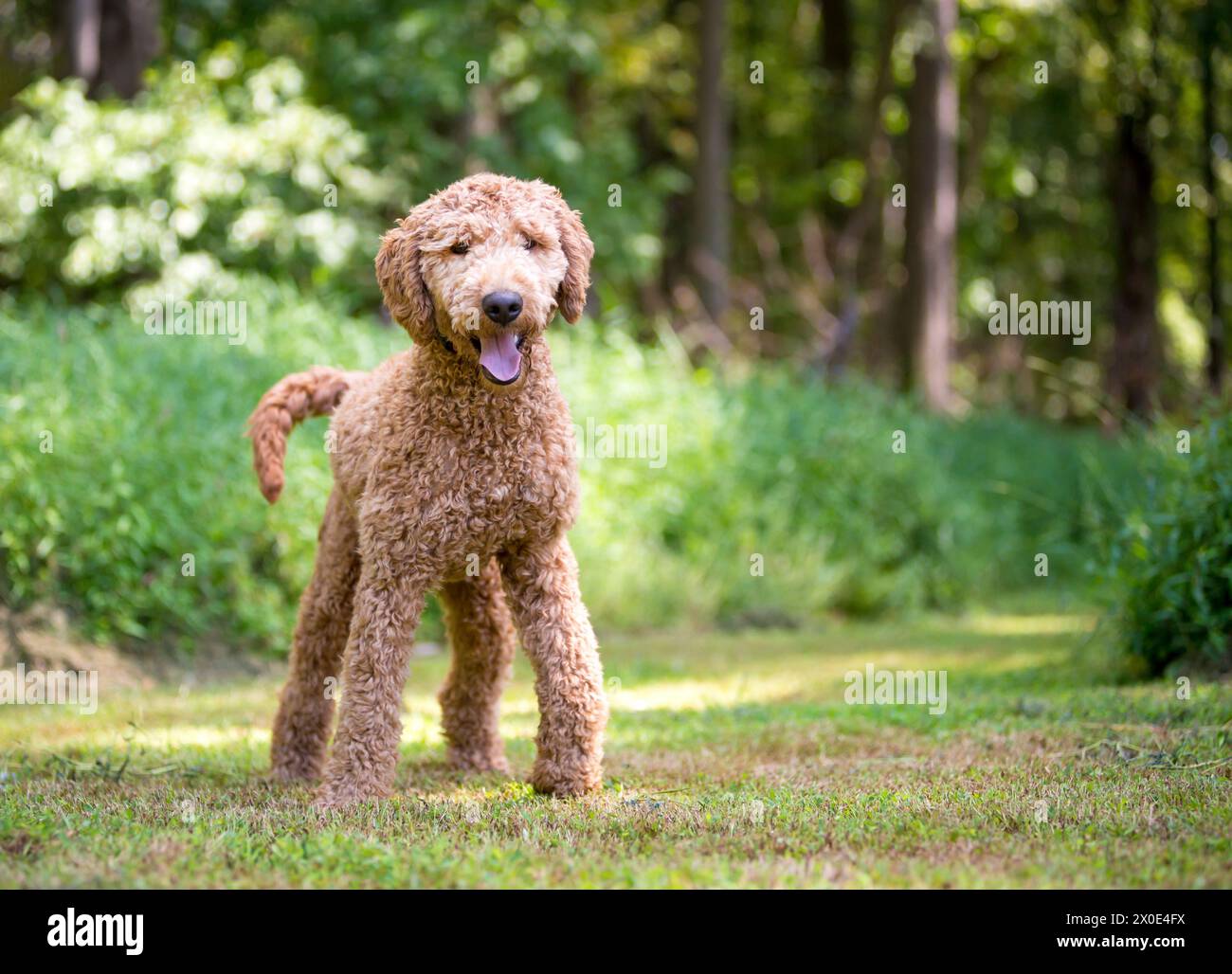 Ein Golden Retriever x Poodle Mischhund, auch bekannt als Goldendoodle, steht im Freien Stockfoto