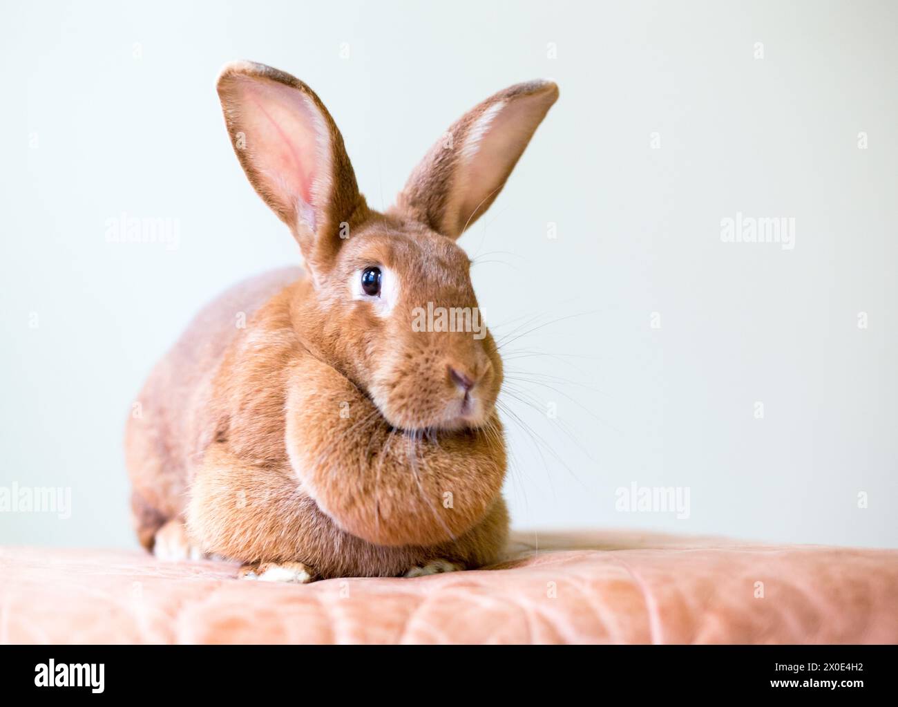 Ein braunes weibliches amerikanisches Haustier-Kaninchen mit einer großen Taupappe Stockfoto