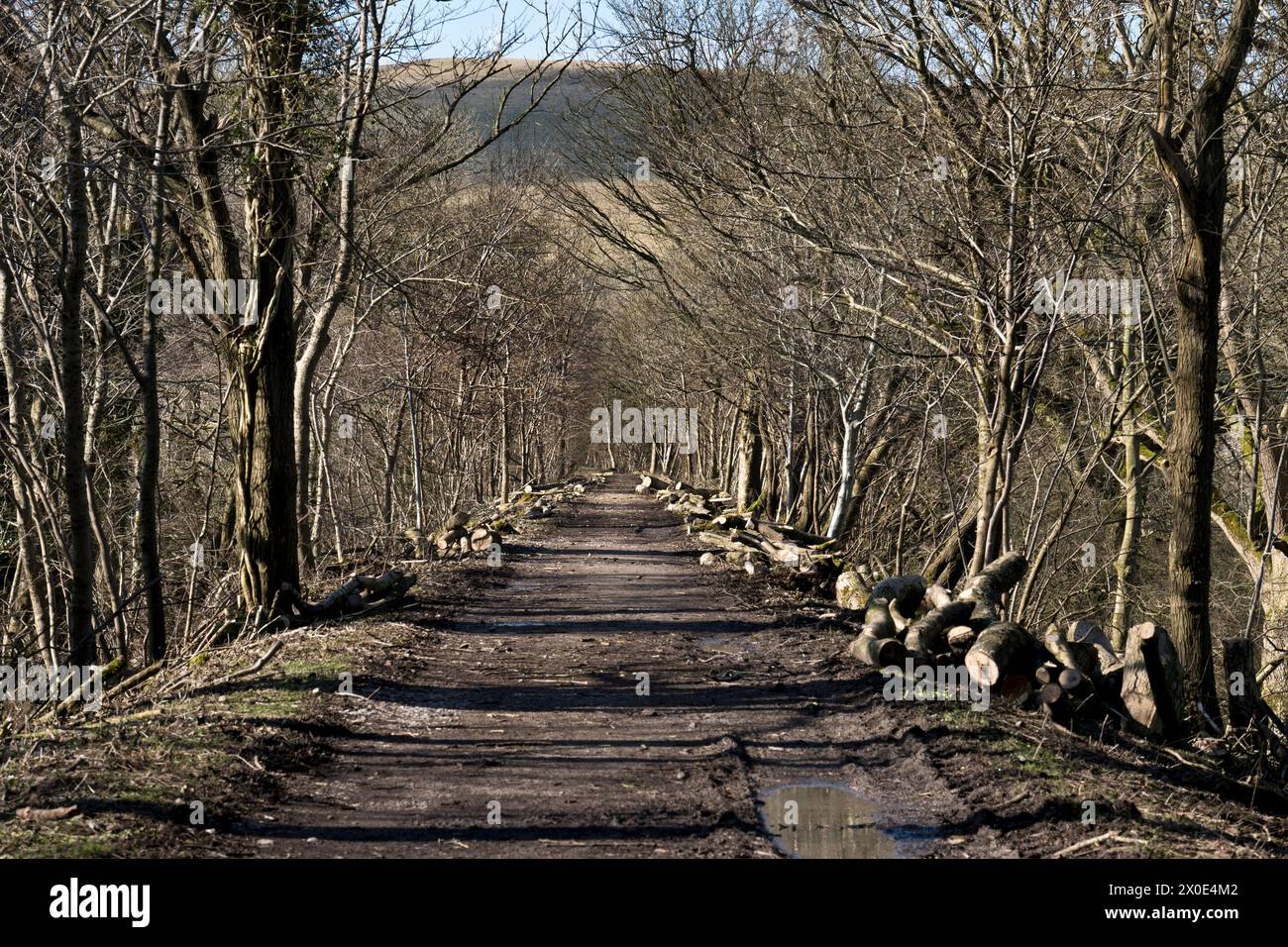 Bäume fielen aufgrund von Ascherabfällen auf der alten Eisenbahnstrecke, dem heutigen Ravenstonedale and Smardale Trail, der hier in Smardale, Cumbria, zu sehen ist. Stockfoto