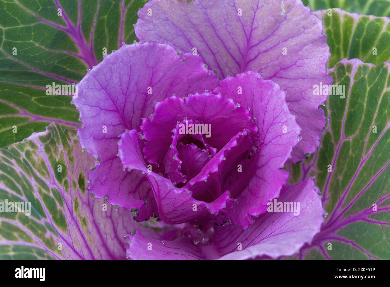 Blühender Grünkohl „Crane Rose“ in Blüte. Stockfoto