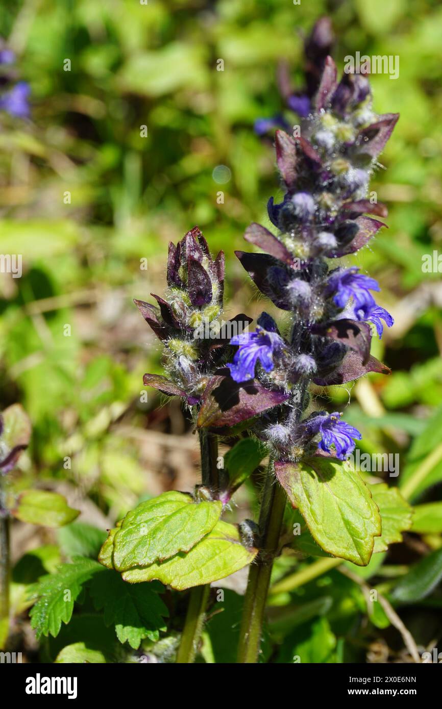 ajuga reptans Bugleherb Bugleweed, Teppichweed, burgunderrote Spitze violett blühende Blume, bienenfreundlich Stockfoto
