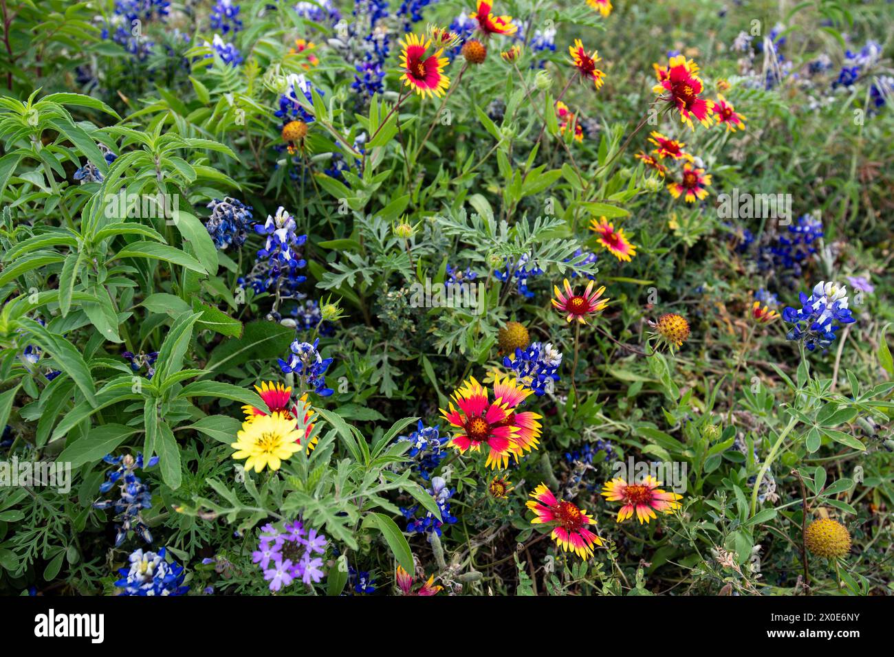 Eine lebendige Mischung aus Wildblumen, einschließlich Blaublumen und indischen Decken-Blüten in einem üppigen Feld. Die leuchtenden roten, blauen und gelben Blüten heben sich hervor Stockfoto