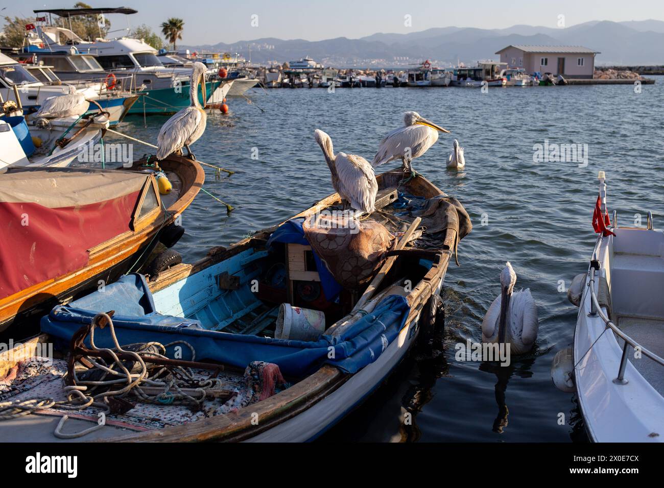 11. April 2024: Izmir, Türkei, 11. April 2024: Haubenpelikane, die zum Vogelparadies Izmir gehören und weltweit gefährdet sind, haben den Fischerheim an der Küste von Karsiyaka besiedelt. (Kreditbild: © Tolga Ildun/ZUMA Press Wire) NUR REDAKTIONELLE VERWENDUNG! Nicht für kommerzielle ZWECKE! Stockfoto