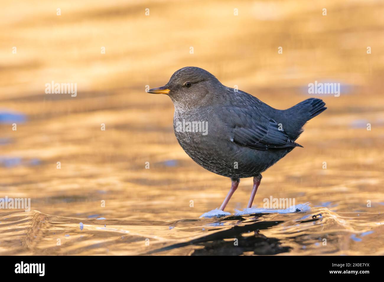 Amerikanischer Dipper, der im Fluss in SüdzentralAlaska auf der Suche ist. Stockfoto