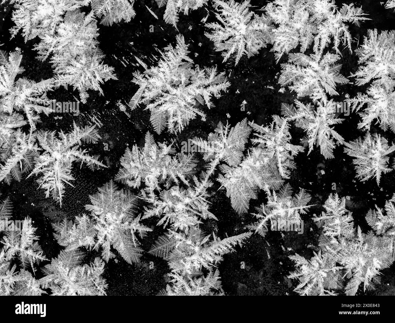 Raureifkristalle auf Eis am Eagle River im Südwesten Alaskas. Stockfoto