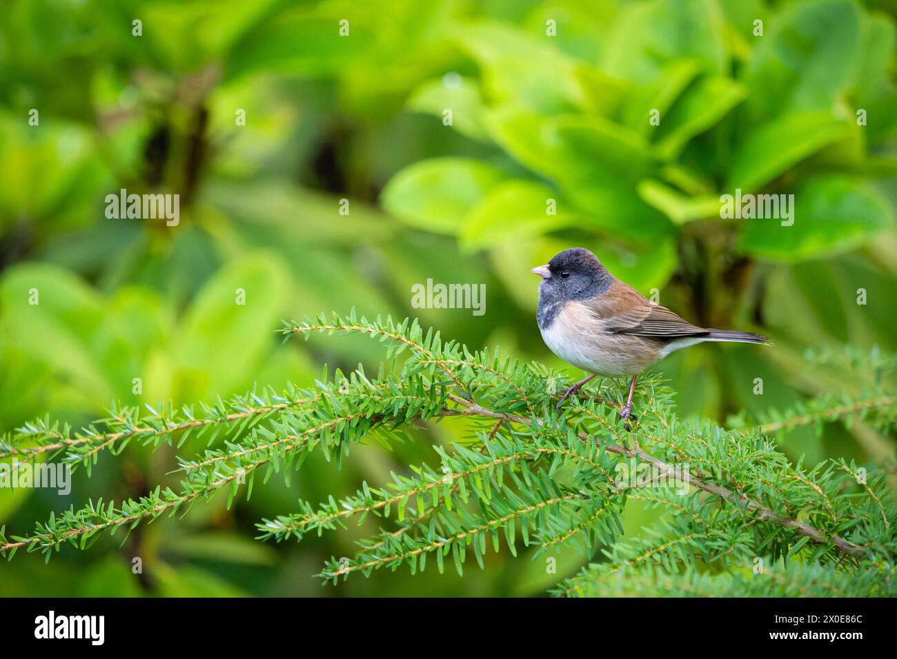 Dunkeläugiger Junco auf einem Baum auf Bainbridge Island in Washington. Stockfoto