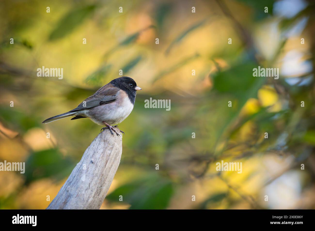 Dunkeläugiger Junco auf einem Baum auf Bainbridge Island in Washington. Stockfoto