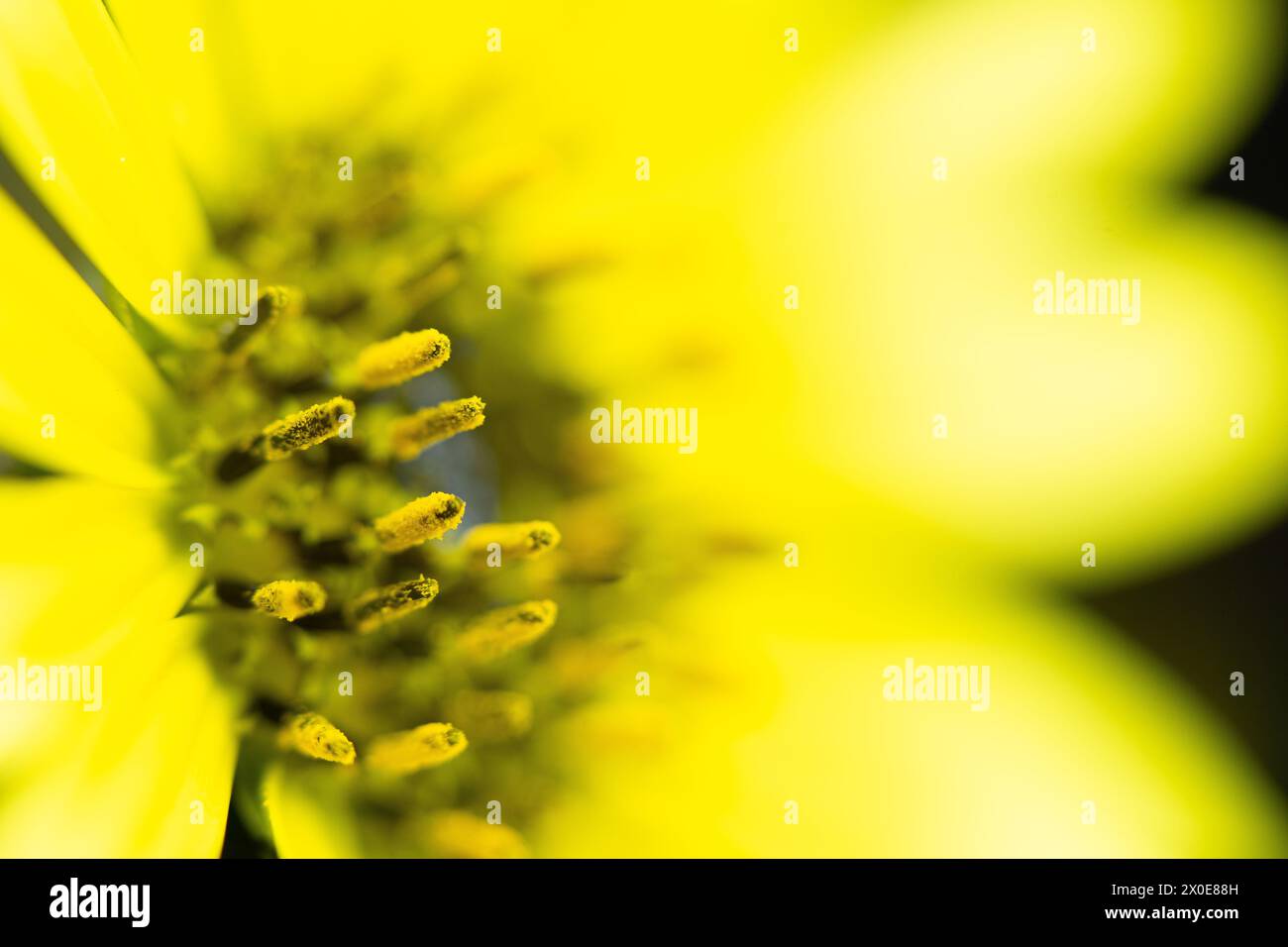 Photomakrographie große Blüten, gelbe Gänseblümchen und Antheren mit sichtbaren Pollen. Stockfoto