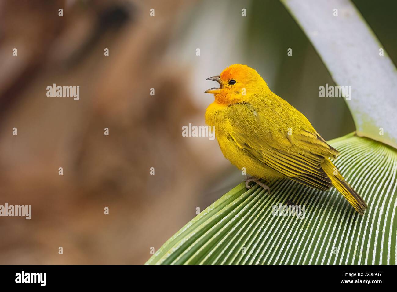 Safranfinke auf einer Palme auf der Big Island von Hawaii. Stockfoto